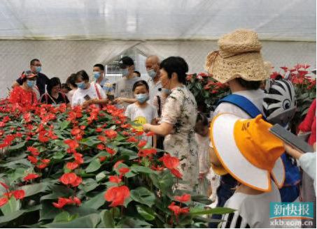 雷火竞技广州科普花市来了！龙年新春一波科普活动有待解锁(图1)